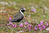 American Golden-Plover